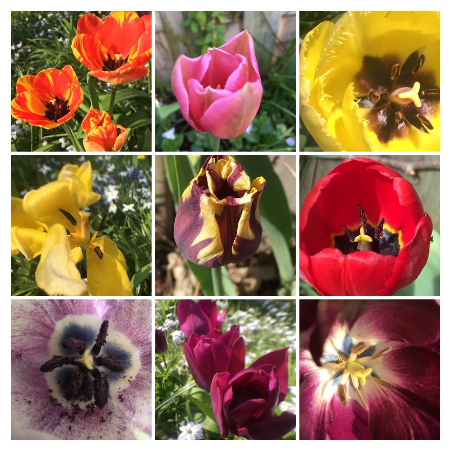 I Go On With To My Own Nature (Inspired) iPhone Photo-Challenge To Cope With Crises (New Pics)