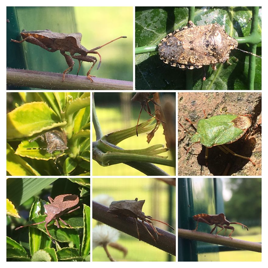 I Go On With To My Own Nature (Inspired) iPhone Photo-Challenge To Cope With Crises (New Pics)