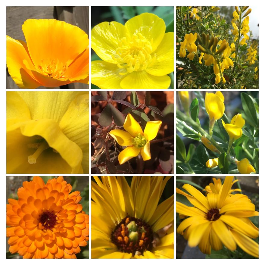 I Go On With To My Own Nature (Inspired) iPhone Photo-Challenge To Cope With Crises (New Pics)