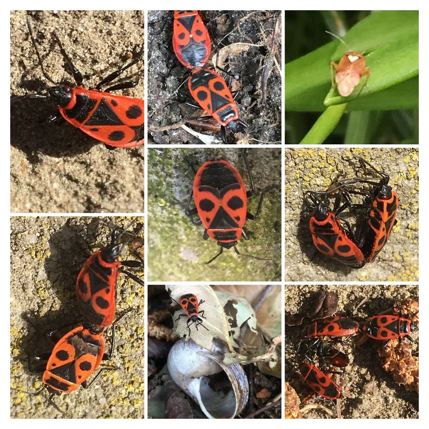 I Go On With To My Own Nature (Inspired) iPhone Photo-Challenge To Cope With Crises (New Pics)