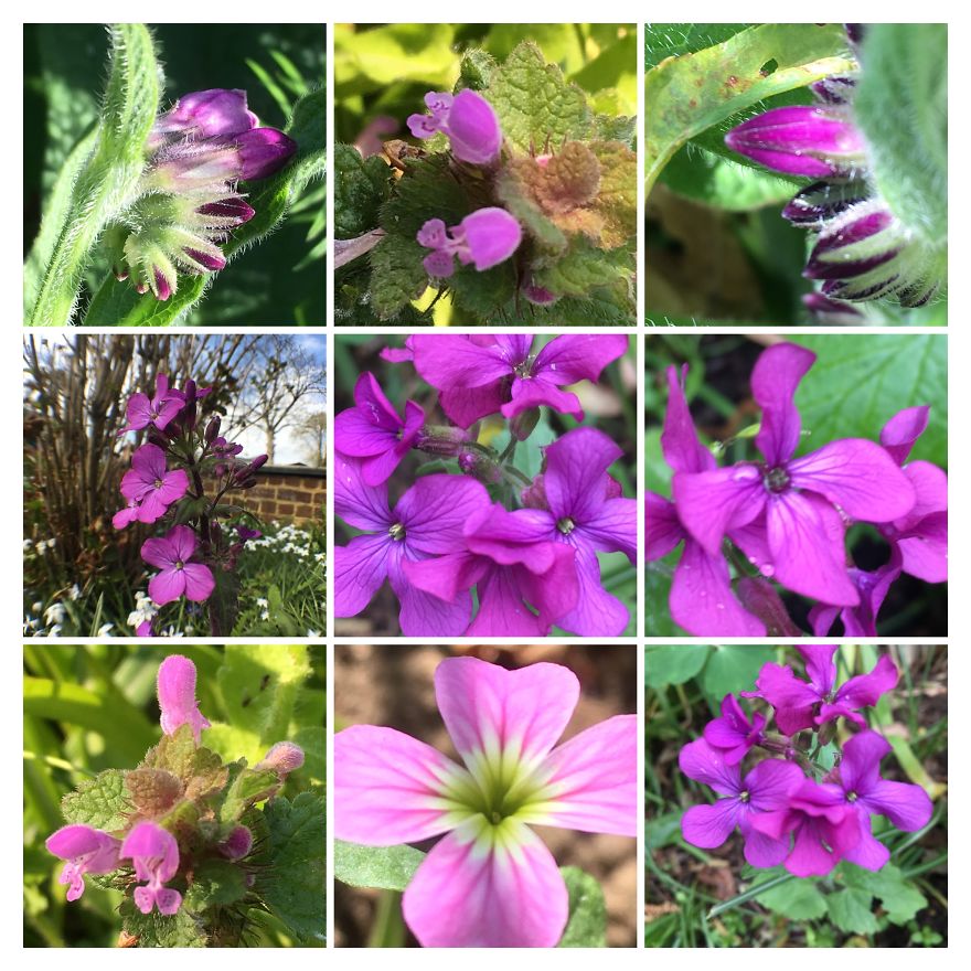 I Go On With To My Own Nature (Inspired) iPhone Photo-Challenge To Cope With Crises (New Pics)