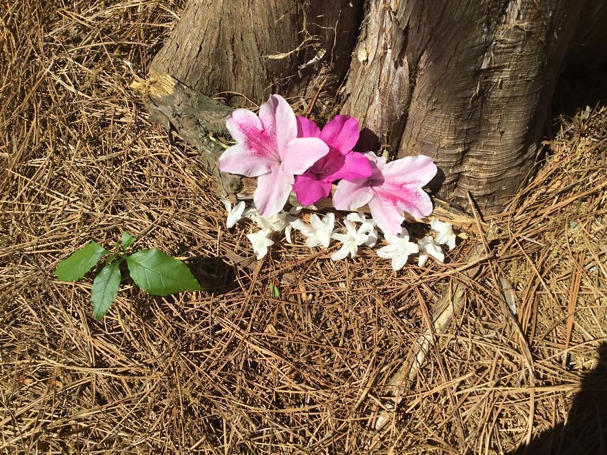 I Made These Art Pieces Out Of Art From My Backyard (Add Your Own!)