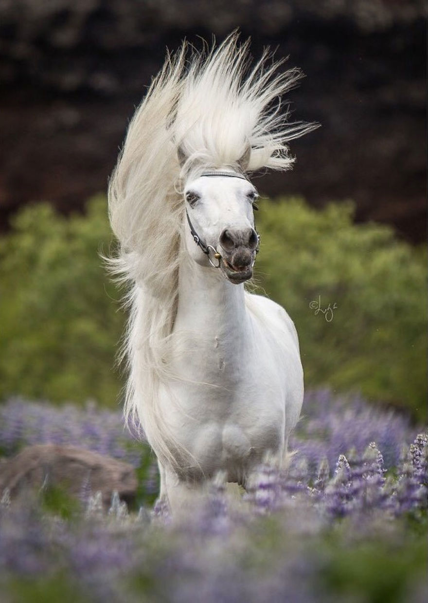 I Photograph Horses In The Breathtaking Icelandic Landscape