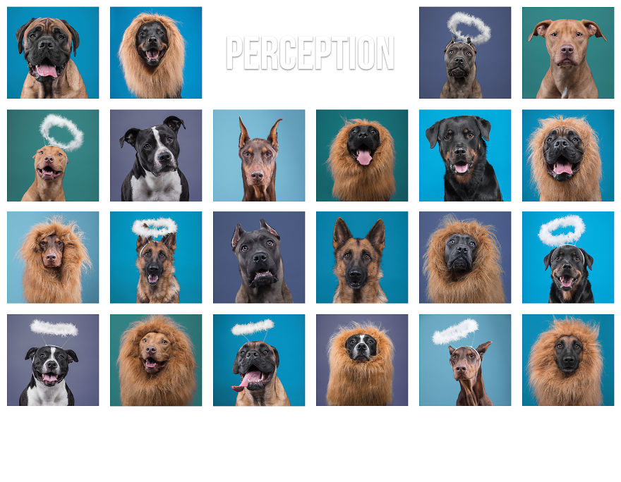 I Put A Lion Mane And An Angel Halo On These Dogs And The Results Are Hilarious!