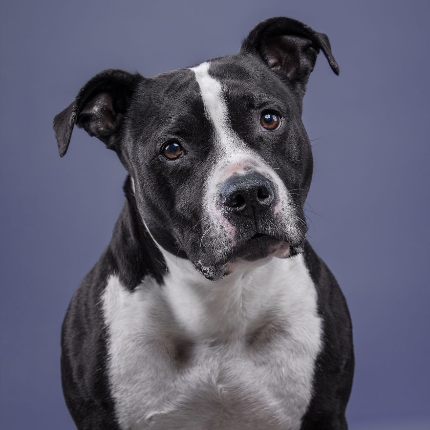 I Put A Lion Mane And An Angel Halo On These Dogs And The Results Are Hilarious! I Put A Lion Mane And An Angel Halo On These Dogs And The Results Are Hilarious!