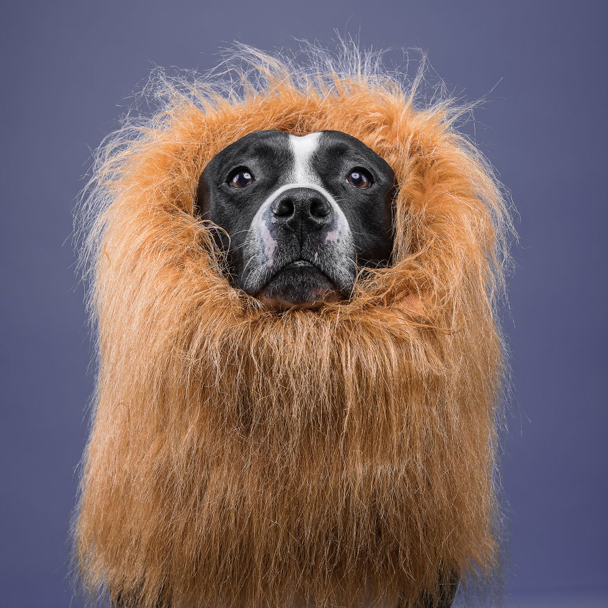 I Put A Lion Mane And An Angel Halo On These Dogs And The Results Are Hilarious! I Put A Lion Mane And An Angel Halo On These Dogs And The Results Are Hilarious!