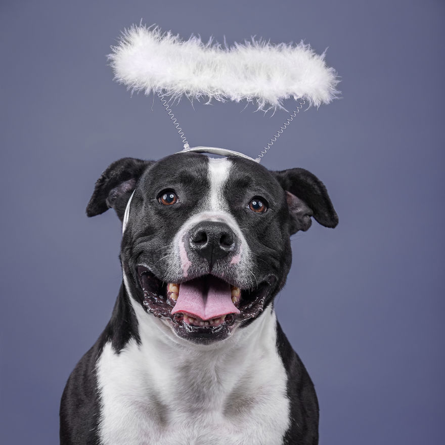 I Put A Lion Mane And An Angel Halo On These Dogs And The Results Are Hilarious! I Put A Lion Mane And An Angel Halo On These Dogs And The Results Are Hilarious!