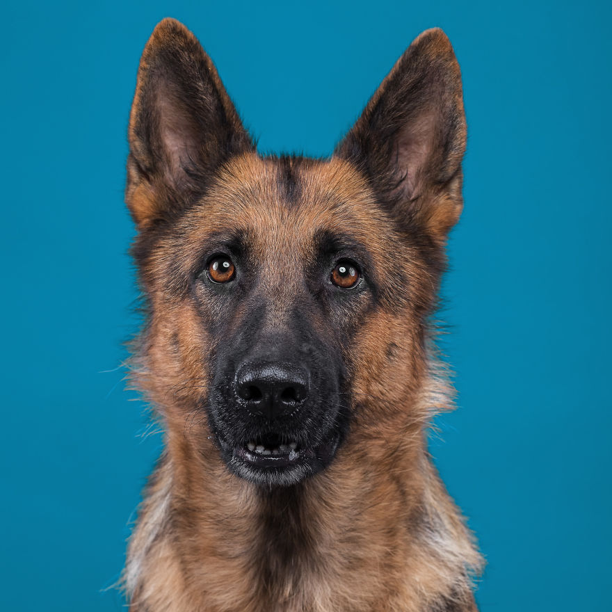 I Put A Lion Mane And An Angel Halo On These Dogs And The Results Are Hilarious! I Put A Lion Mane And An Angel Halo On These Dogs And The Results Are Hilarious!