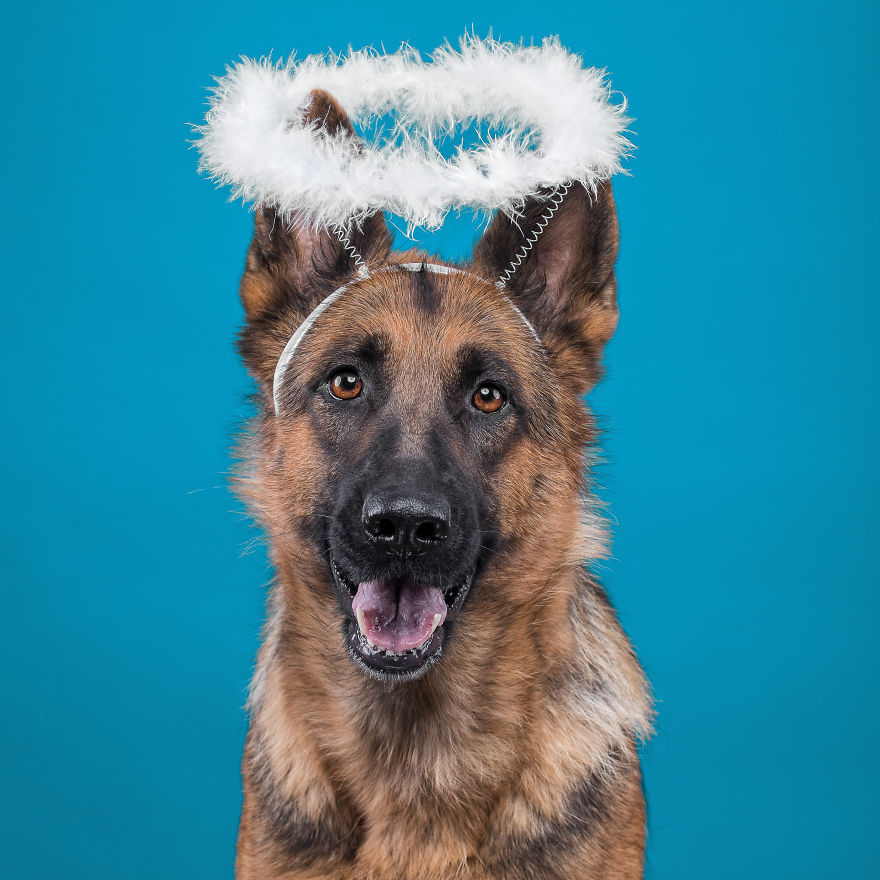 I Put A Lion Mane And An Angel Halo On These Dogs And The Results Are Hilarious!