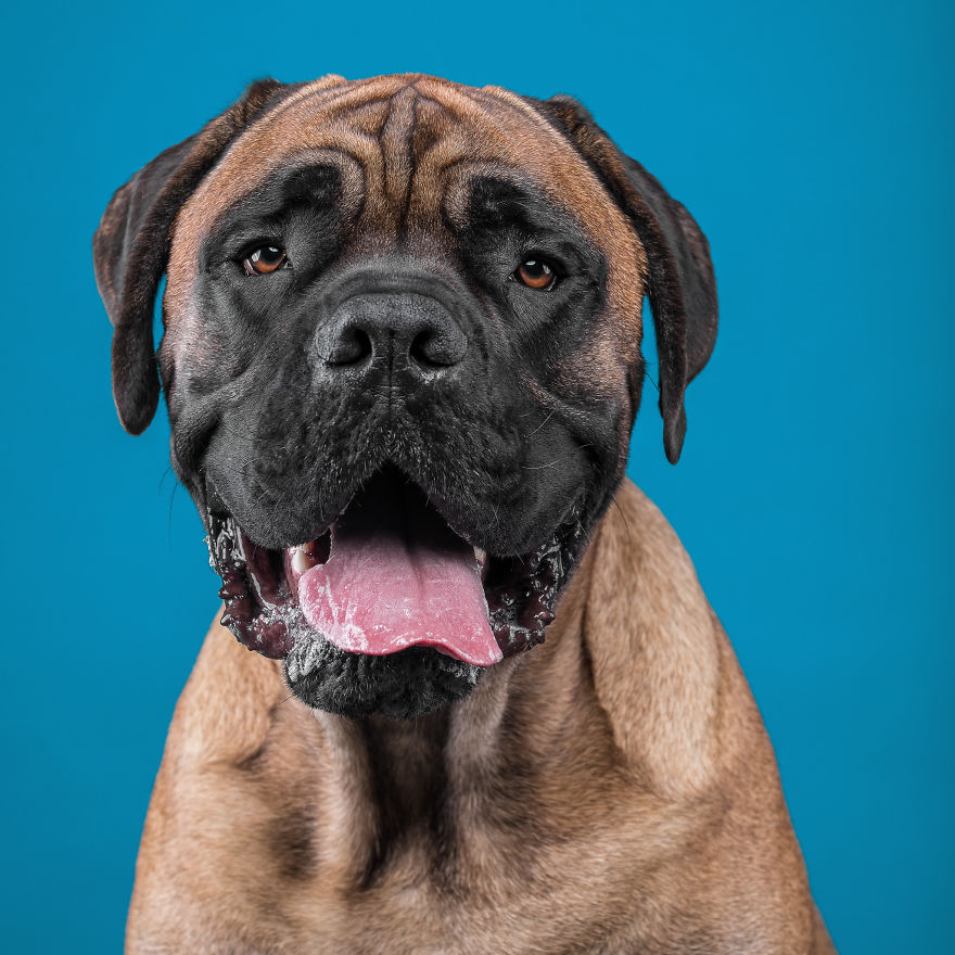 I Put A Lion Mane And An Angel Halo On These Dogs And The Results Are Hilarious! I Put A Lion Mane And An Angel Halo On These Dogs And The Results Are Hilarious!