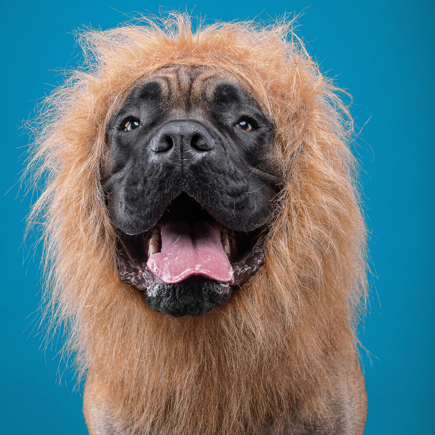 I Put A Lion Mane And An Angel Halo On These Dogs And The Results Are Hilarious!