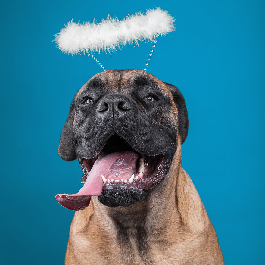 I Put A Lion Mane And An Angel Halo On These Dogs And The Results Are Hilarious!