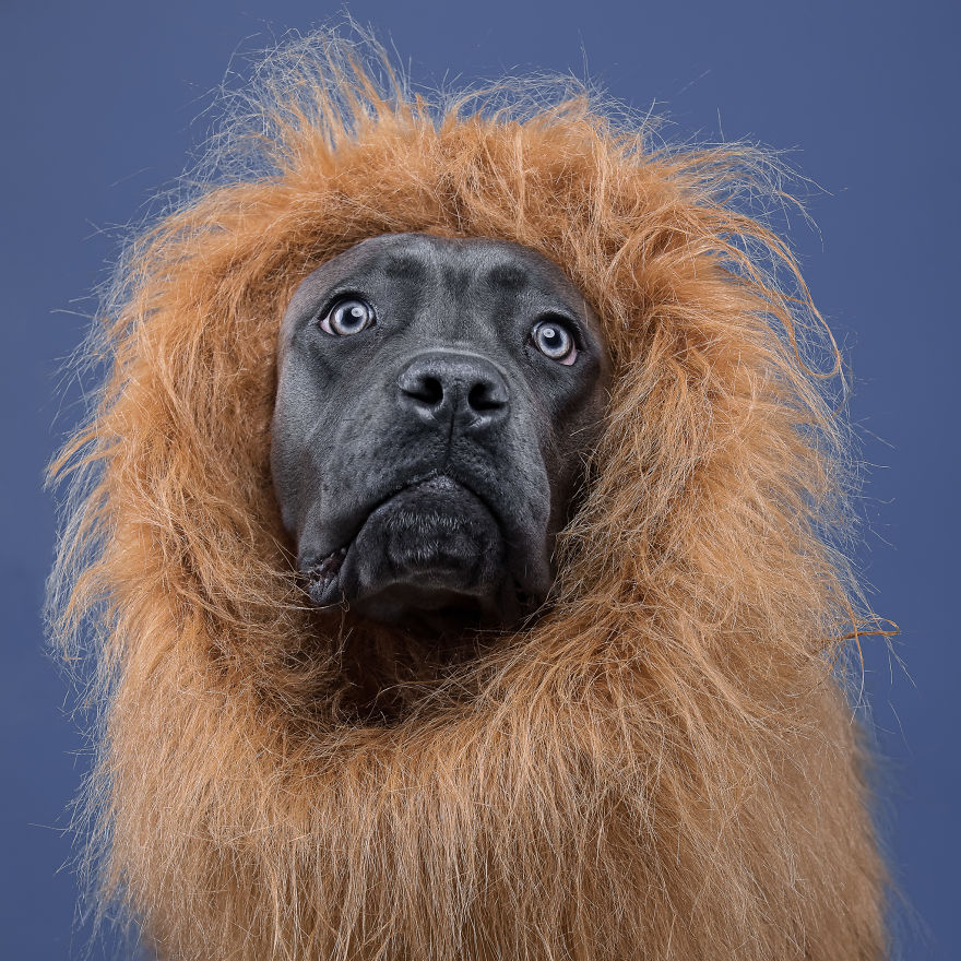 I Put A Lion Mane And An Angel Halo On These Dogs And The Results Are Hilarious!