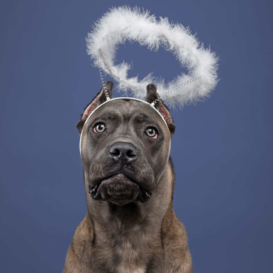 I Put A Lion Mane And An Angel Halo On These Dogs And The Results Are Hilarious!