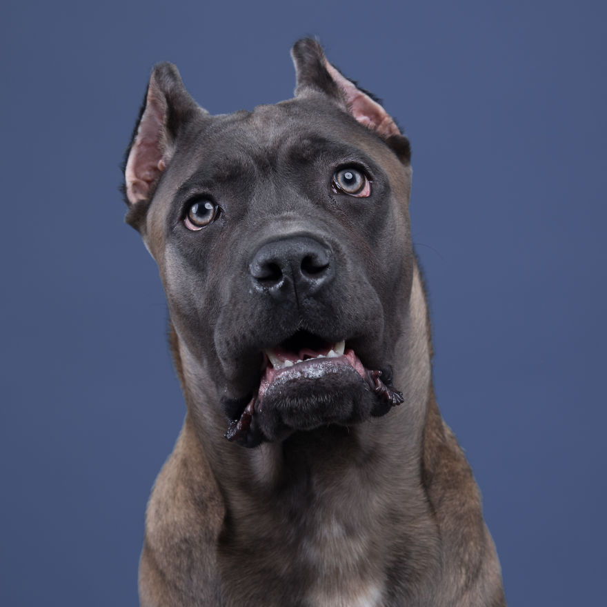 I Put A Lion Mane And An Angel Halo On These Dogs And The Results Are Hilarious! I Put A Lion Mane And An Angel Halo On These Dogs And The Results Are Hilarious!