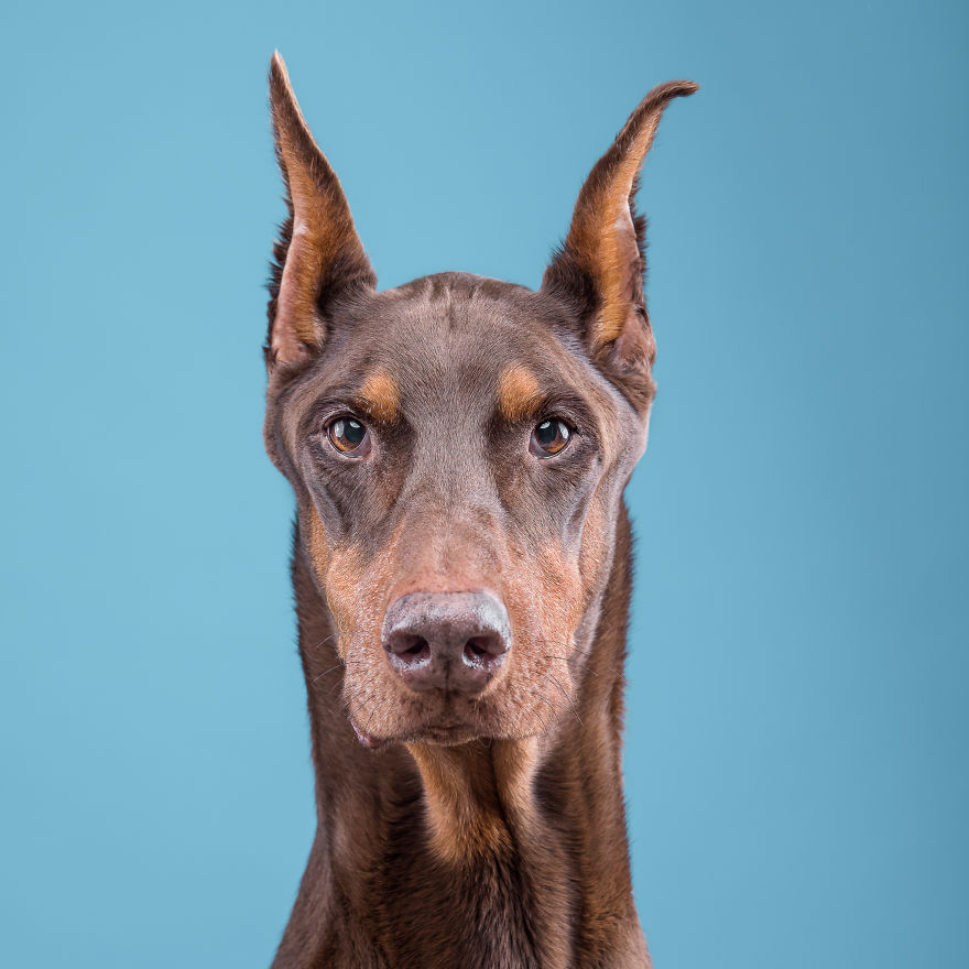 I Put A Lion Mane And An Angel Halo On These Dogs And The Results Are Hilarious!