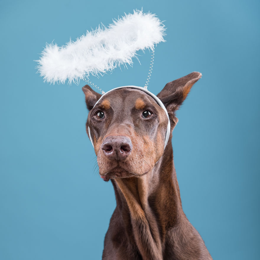 I Put A Lion Mane And An Angel Halo On These Dogs And The Results Are Hilarious! I Put A Lion Mane And An Angel Halo On These Dogs And The Results Are Hilarious!