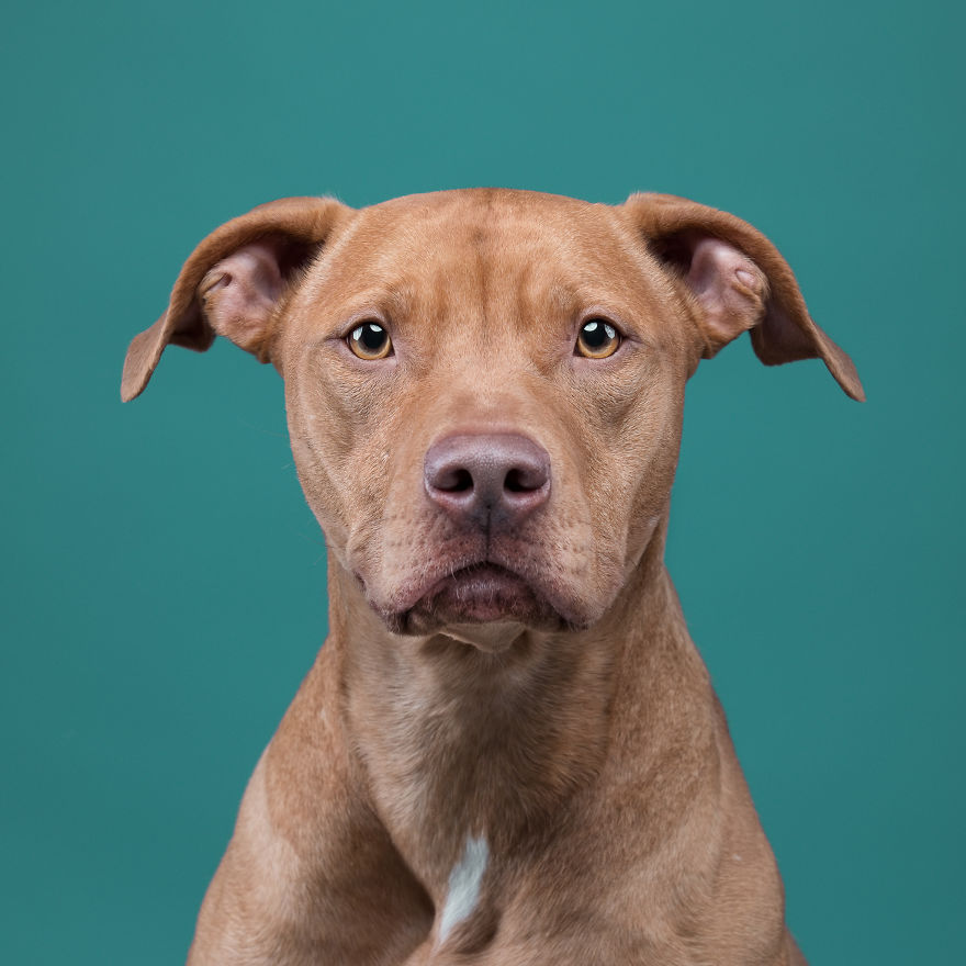 I Put A Lion Mane And An Angel Halo On These Dogs And The Results Are Hilarious!