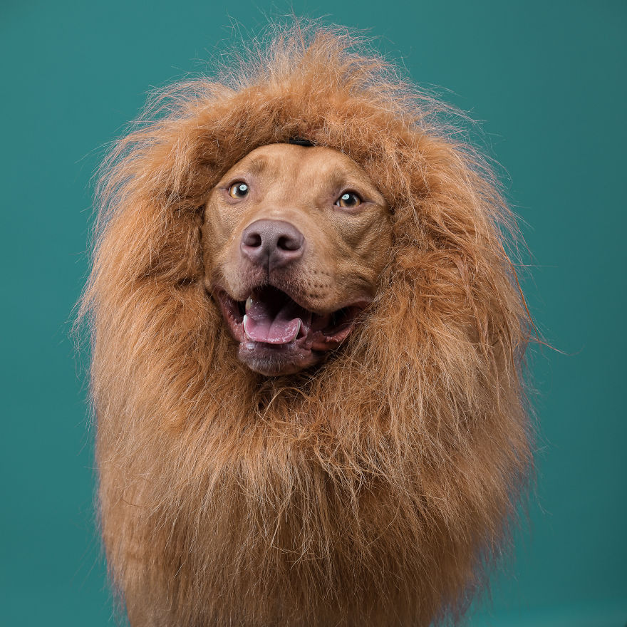 I Put A Lion Mane And An Angel Halo On These Dogs And The Results Are Hilarious! I Put A Lion Mane And An Angel Halo On These Dogs And The Results Are Hilarious!
