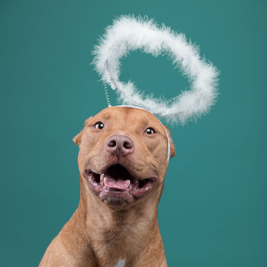 I Put A Lion Mane And An Angel Halo On These Dogs And The Results Are Hilarious!