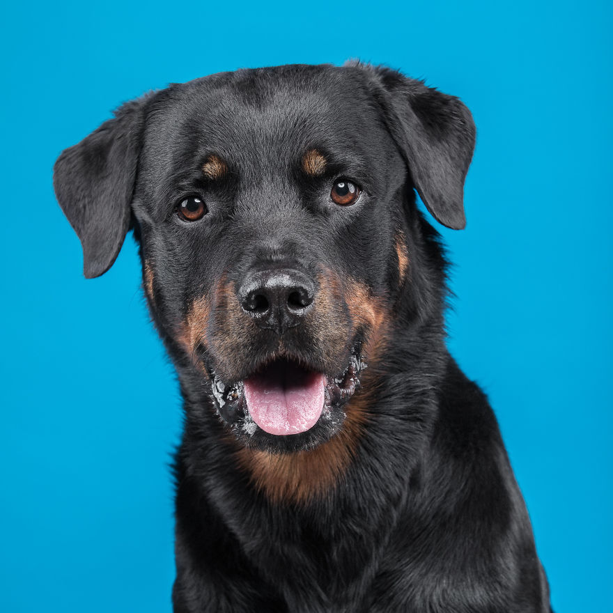 I Put A Lion Mane And An Angel Halo On These Dogs And The Results Are Hilarious! I Put A Lion Mane And An Angel Halo On These Dogs And The Results Are Hilarious!