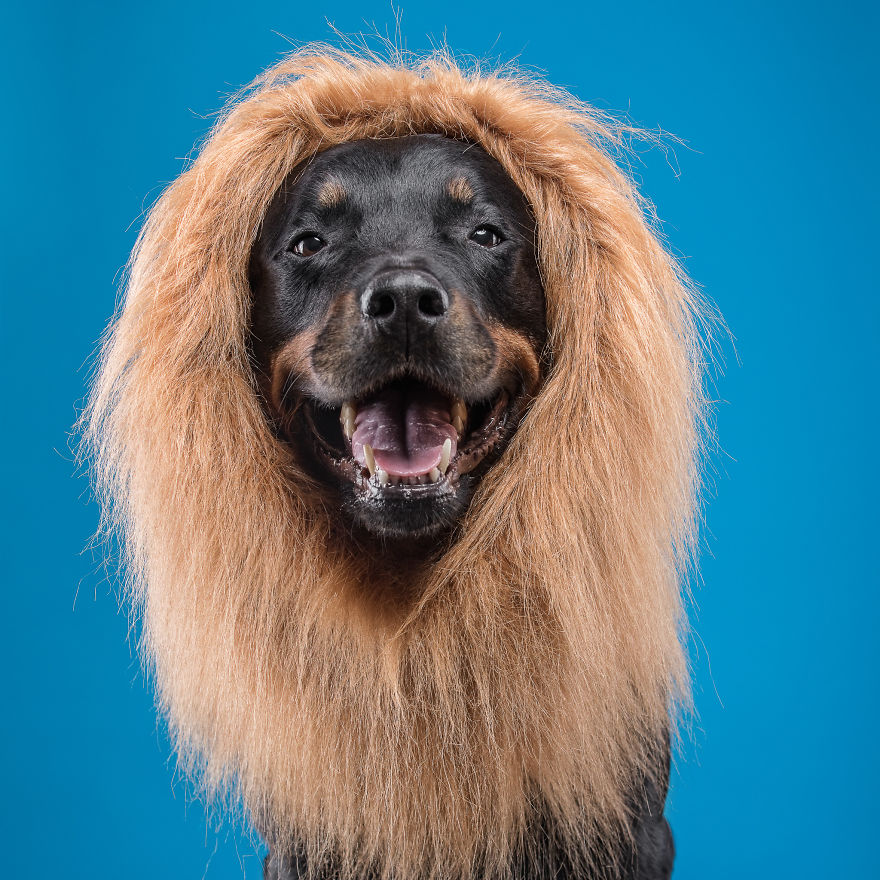 I Put A Lion Mane And An Angel Halo On These Dogs And The Results Are Hilarious! I Put A Lion Mane And An Angel Halo On These Dogs And The Results Are Hilarious!