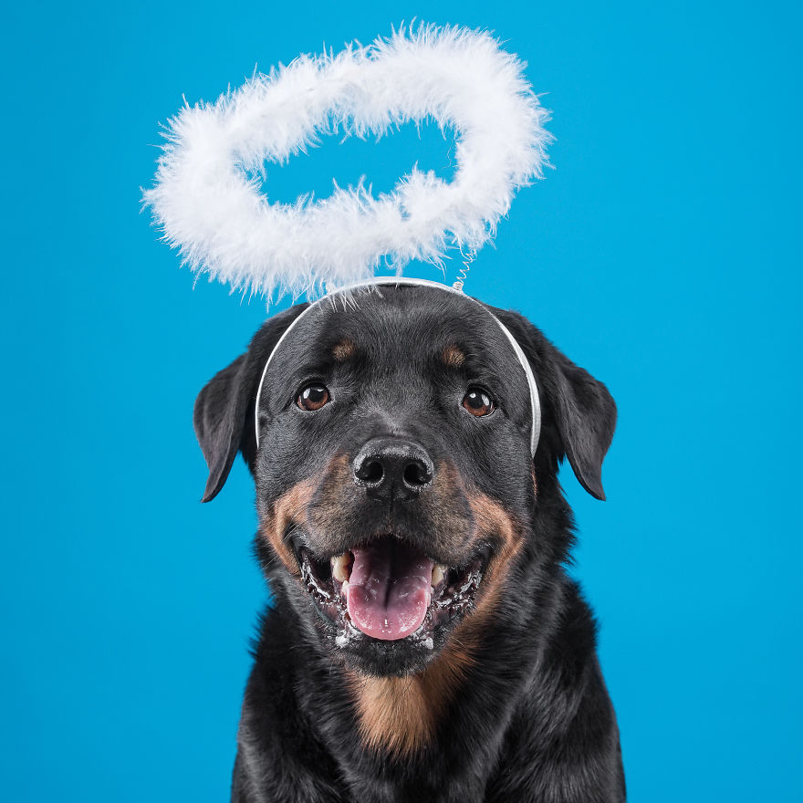 I Put A Lion Mane And An Angel Halo On These Dogs And The Results Are Hilarious!