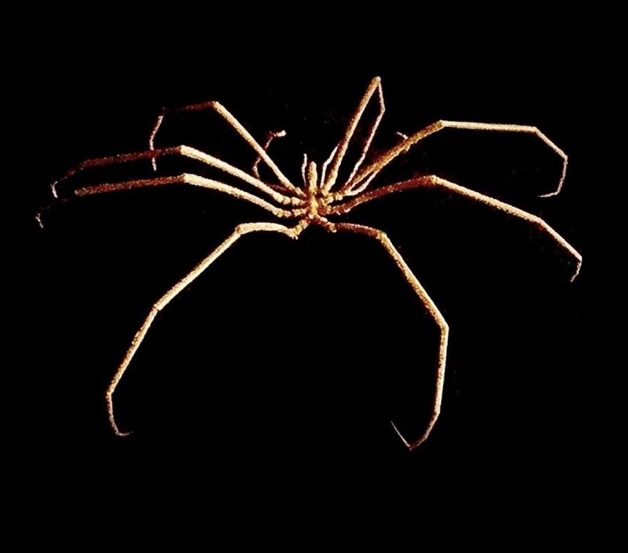 I Taxidermy Deep Sea Fish For Museums I Taxidermy Deep Sea Fish For Museums