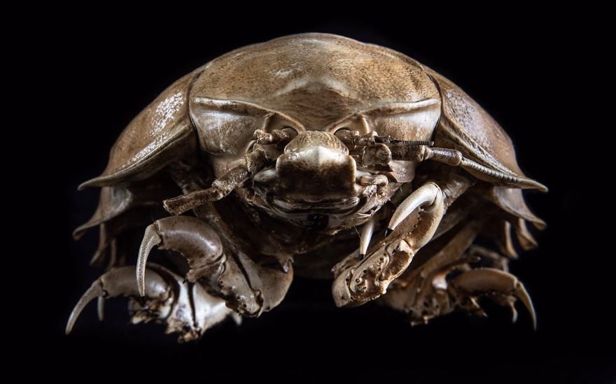 I Taxidermy Deep Sea Fish For Museums I Taxidermy Deep Sea Fish For Museums