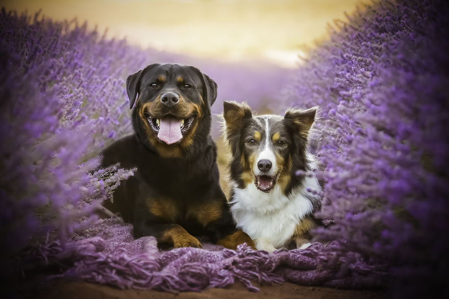 Animal-Dog-Photography-Bridestowe-Lavender-Estate-Tasmania-Deb-Sulzberger