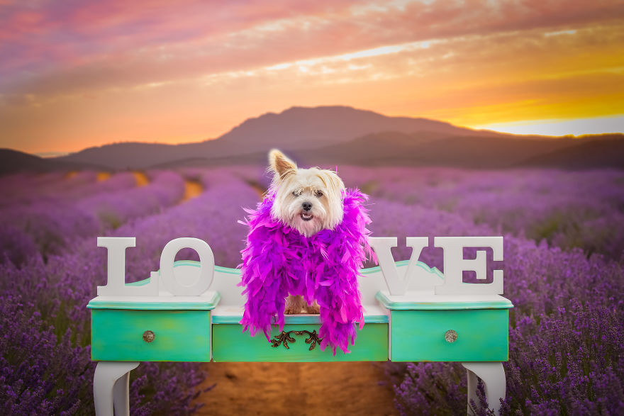 Animal-Dog-Photography-Bridestowe-Lavender-Estate-Tasmania-Deb-Sulzberger
