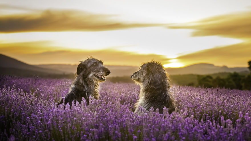 Animal-Dog-Photography-Bridestowe-Lavender-Estate-Tasmania-Deb-Sulzberger