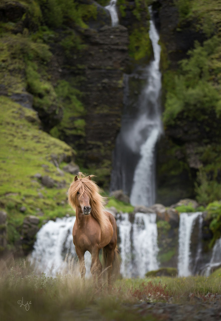 I Photograph Horses In The Breathtaking Icelandic Landscape