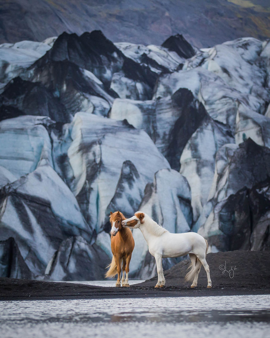 I Photograph Horses In The Breathtaking Icelandic Landscape