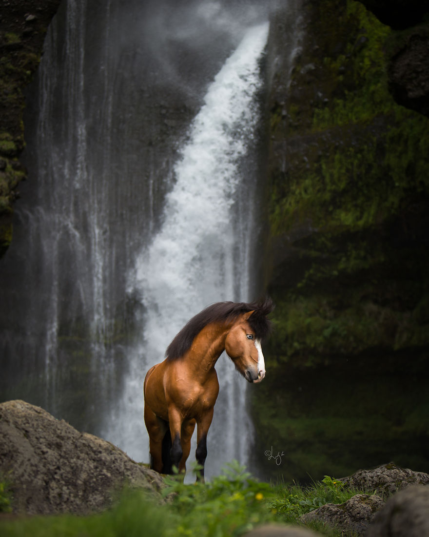 I Photograph Horses In The Breathtaking Icelandic Landscape