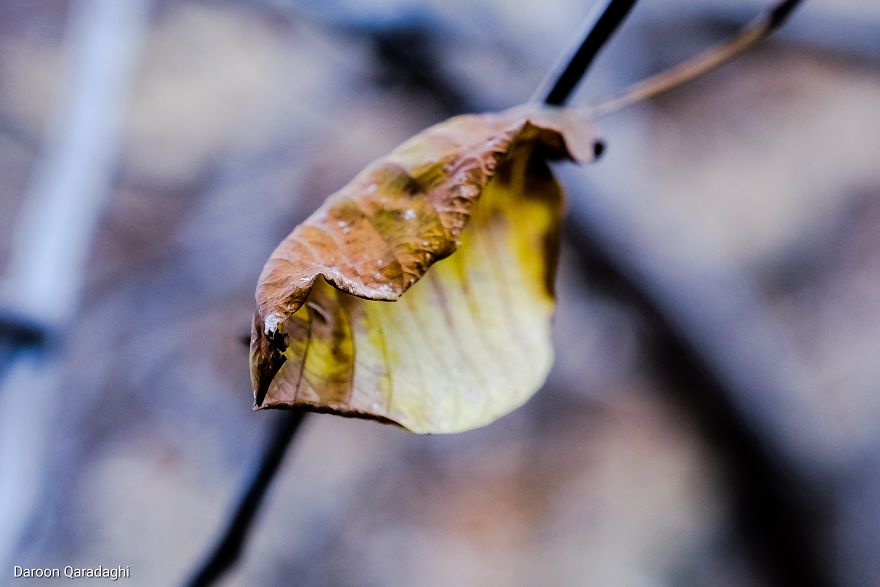 Photographer's Love For Nature Inspires Him To Captures Nature's Magical Moments