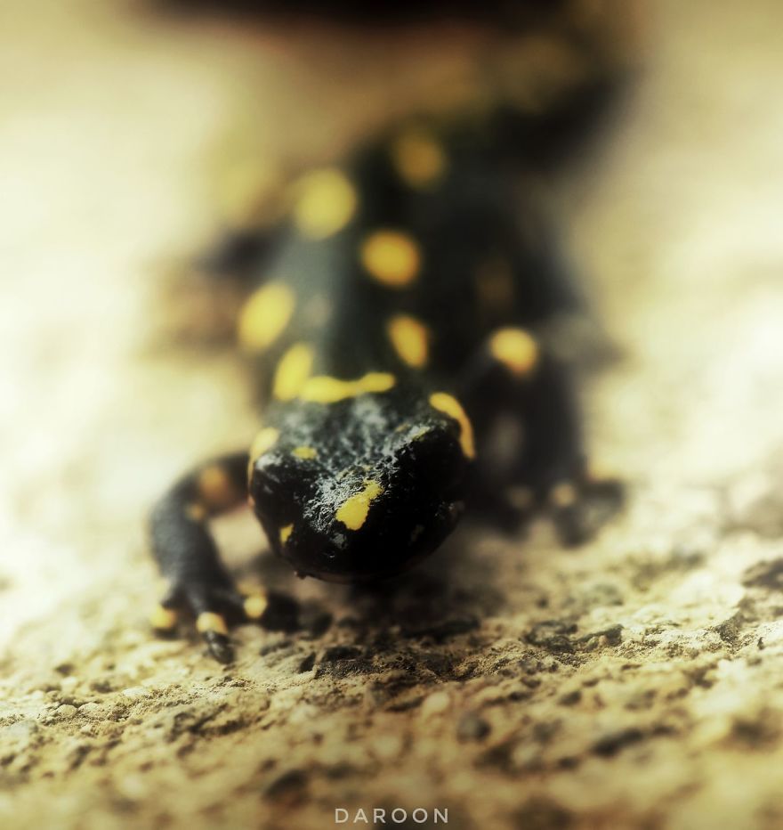 Photographer's Love For Nature Inspires Him To Captures Nature's Magical Moments