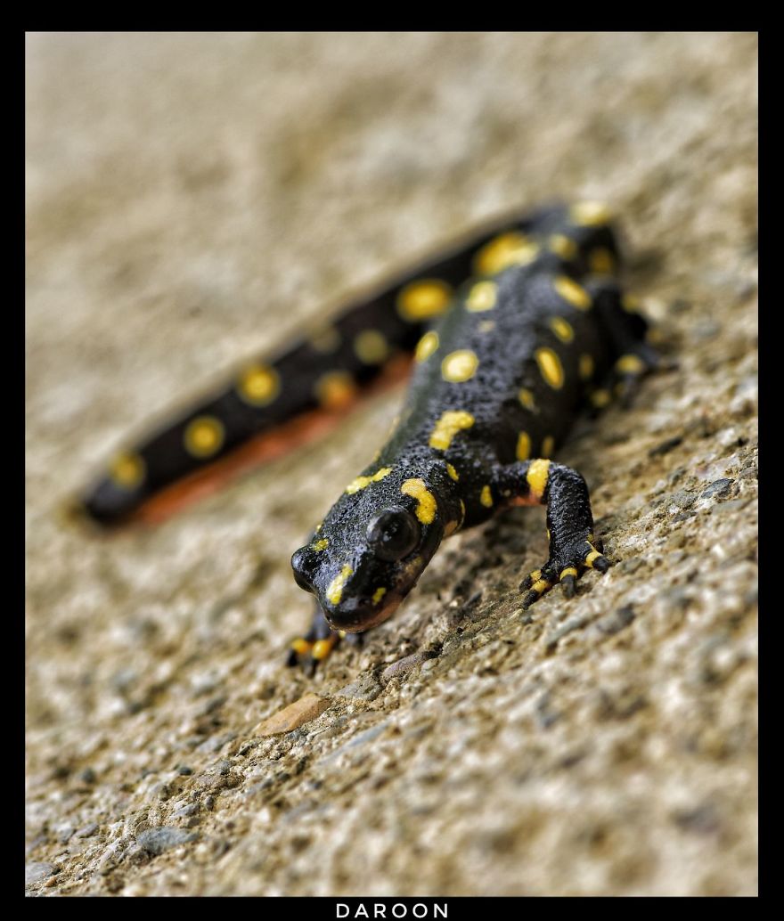 Photographer's Love For Nature Inspires Him To Captures Nature's Magical Moments