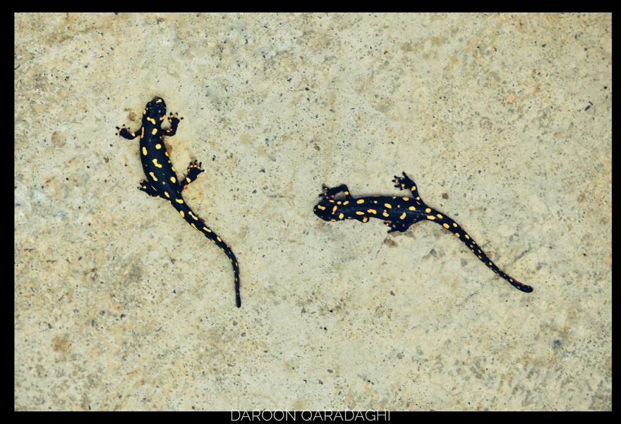 Photographer's Love For Nature Inspires Him To Captures Nature's Magical Moments