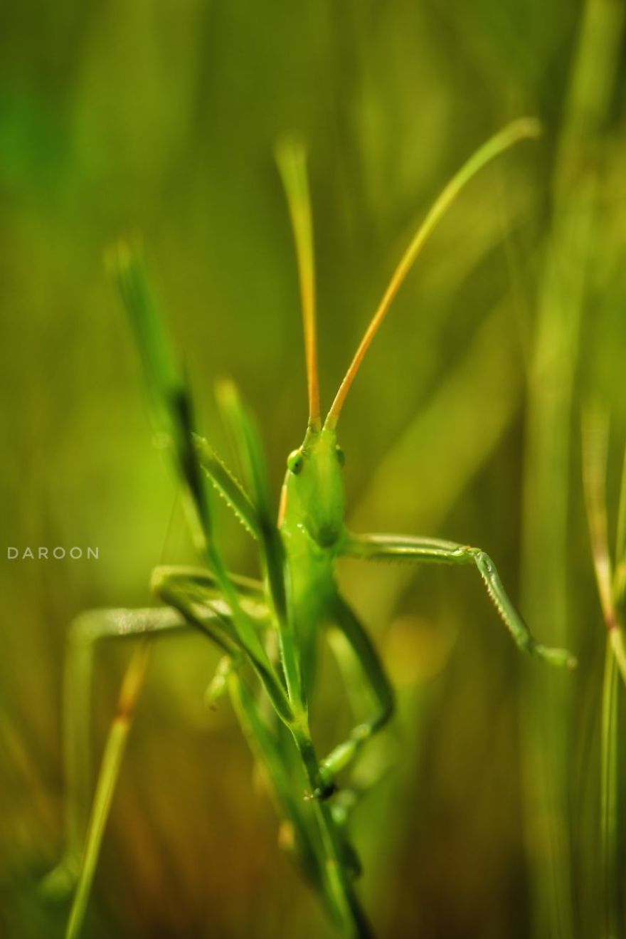 Photographer's Love For Nature Inspires Him To Captures Nature's Magical Moments