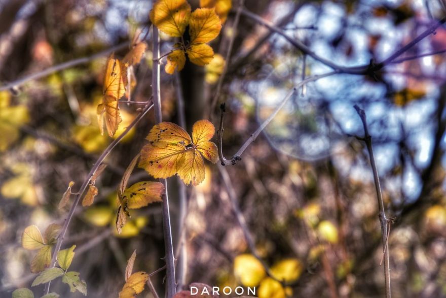 Photographer's Love For Nature Inspires Him To Captures Nature's Magical Moments