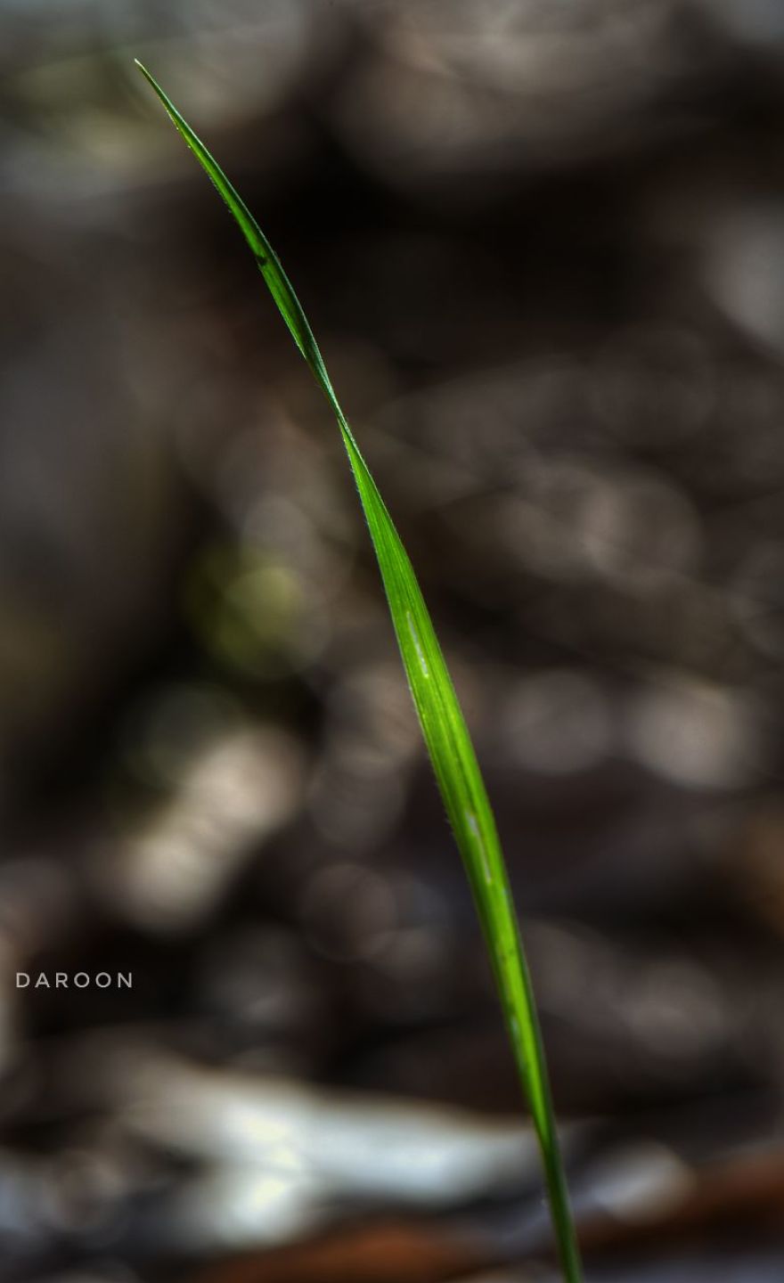 Photographer's Love For Nature Inspires Him To Captures Nature's Magical Moments