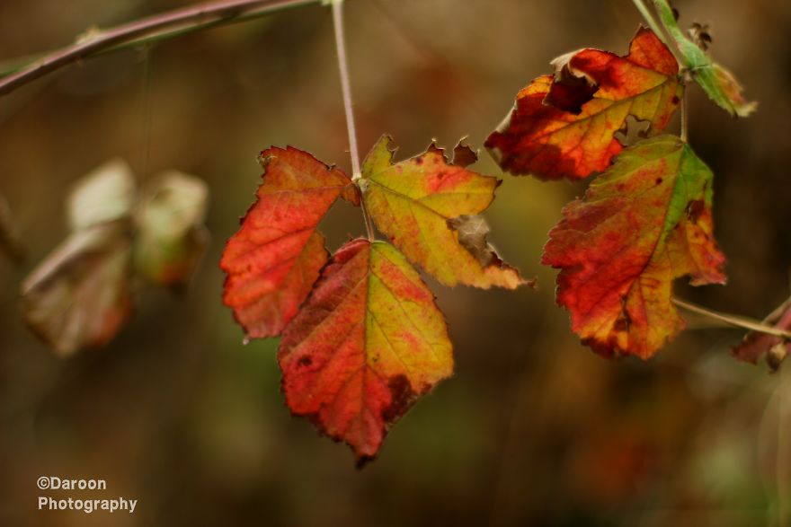 Photographer's Love For Nature Inspires Him To Captures Nature's Magical Moments