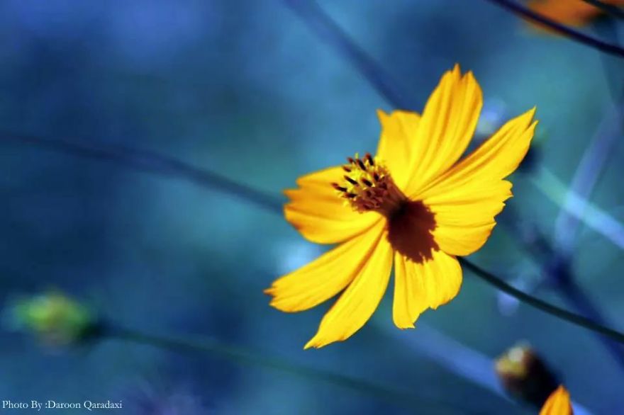 Photographer's Love For Nature Inspires Him To Captures Nature's Magical Moments