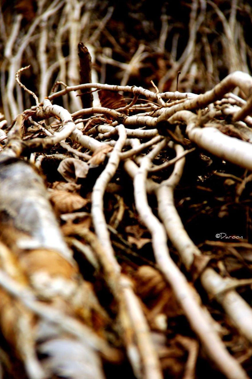 Photographer's Love For Nature Inspires Him To Captures Nature's Magical Moments