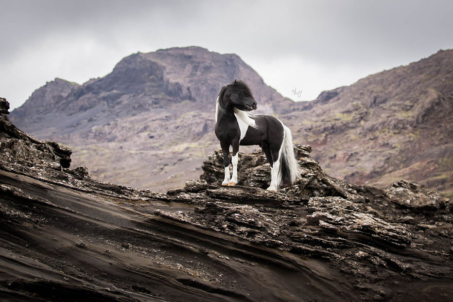 I Photograph Horses In The Breathtaking Icelandic Landscape