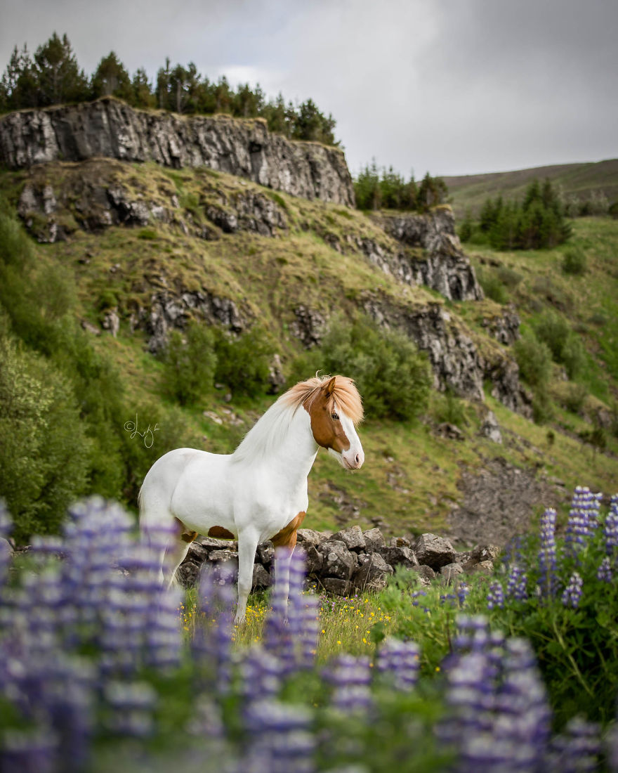 I Photograph Horses In The Breathtaking Icelandic Landscape