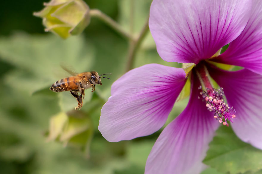 34 Pictures Showing The Beauty Of Spring Bloom In My Local City Garden