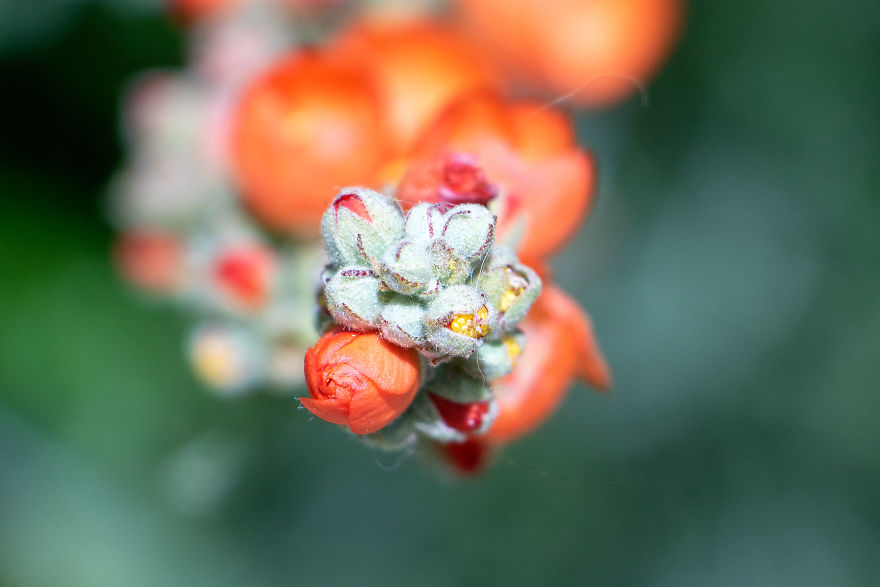 34 Pictures Showing The Beauty Of Spring Bloom In My Local City Garden