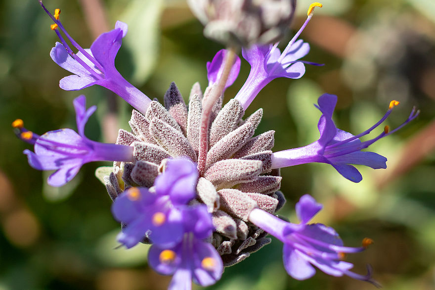 34 Pictures Showing The Beauty Of Spring Bloom In My Local City Garden